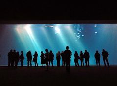 Monterey Bay Aquarium 2012
