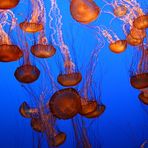 Monterey Bay Aquarium 3