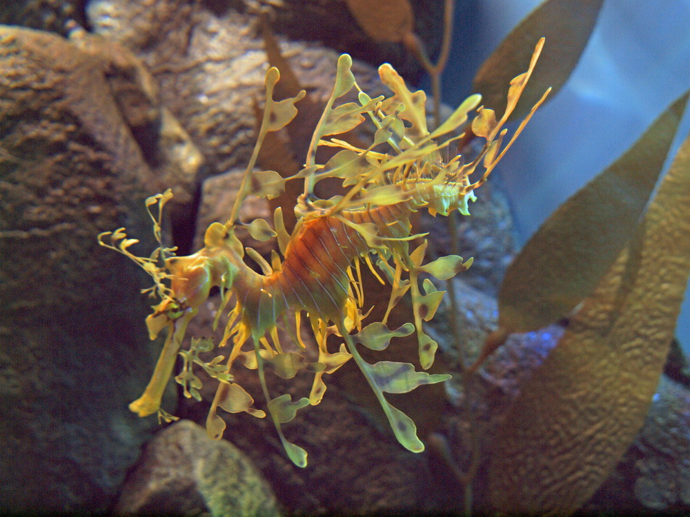 Monterey Bay Aquarium 7