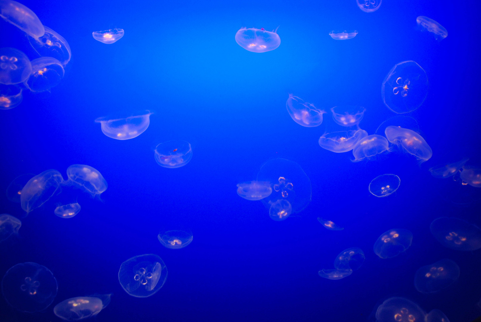 Monterey Bay Aquarium