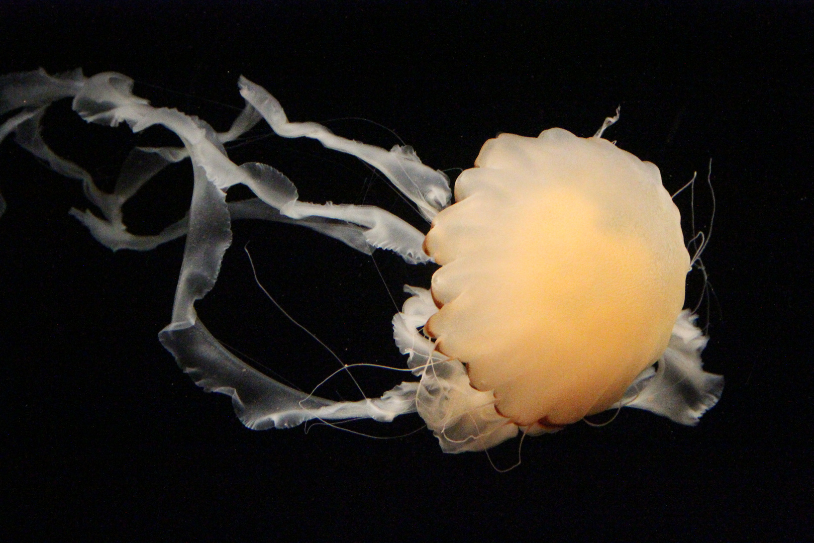 Monterey Bay Aquarium