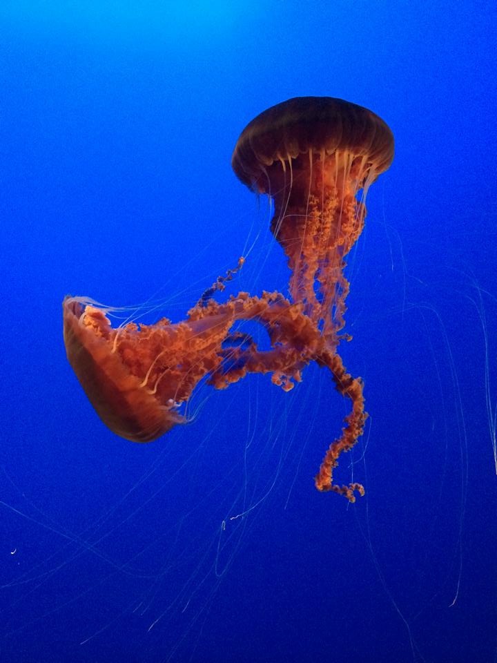 Monterey Bay Aquarium