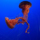 Monterey Bay Aquarium