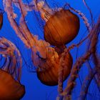 Monterey Bay Aquarium