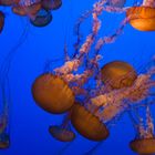 Monterey Bay Aquarium