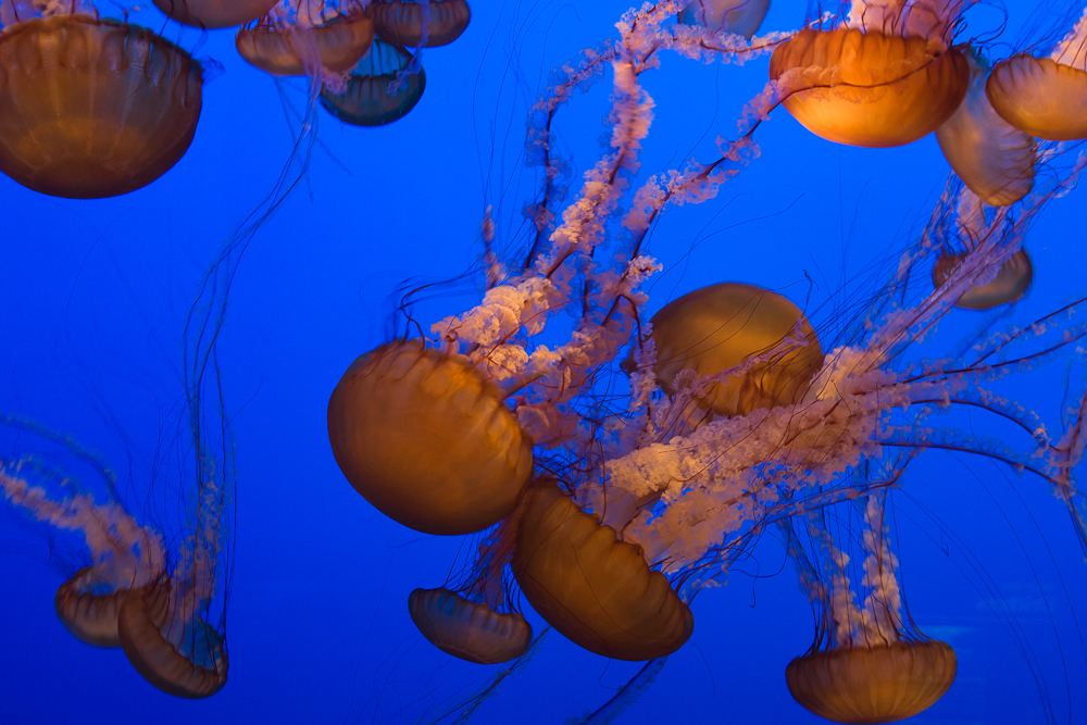 Monterey Bay Aquarium