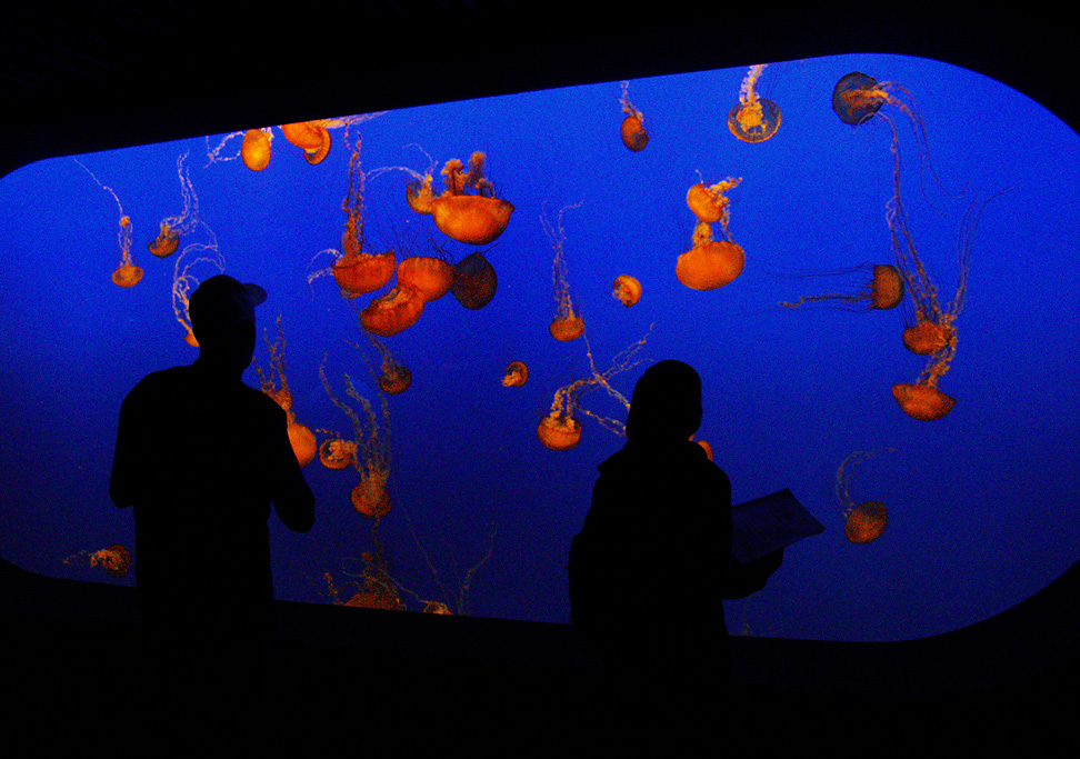 Monterey Bay Aquarium