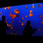 Monterey Bay Aquarium