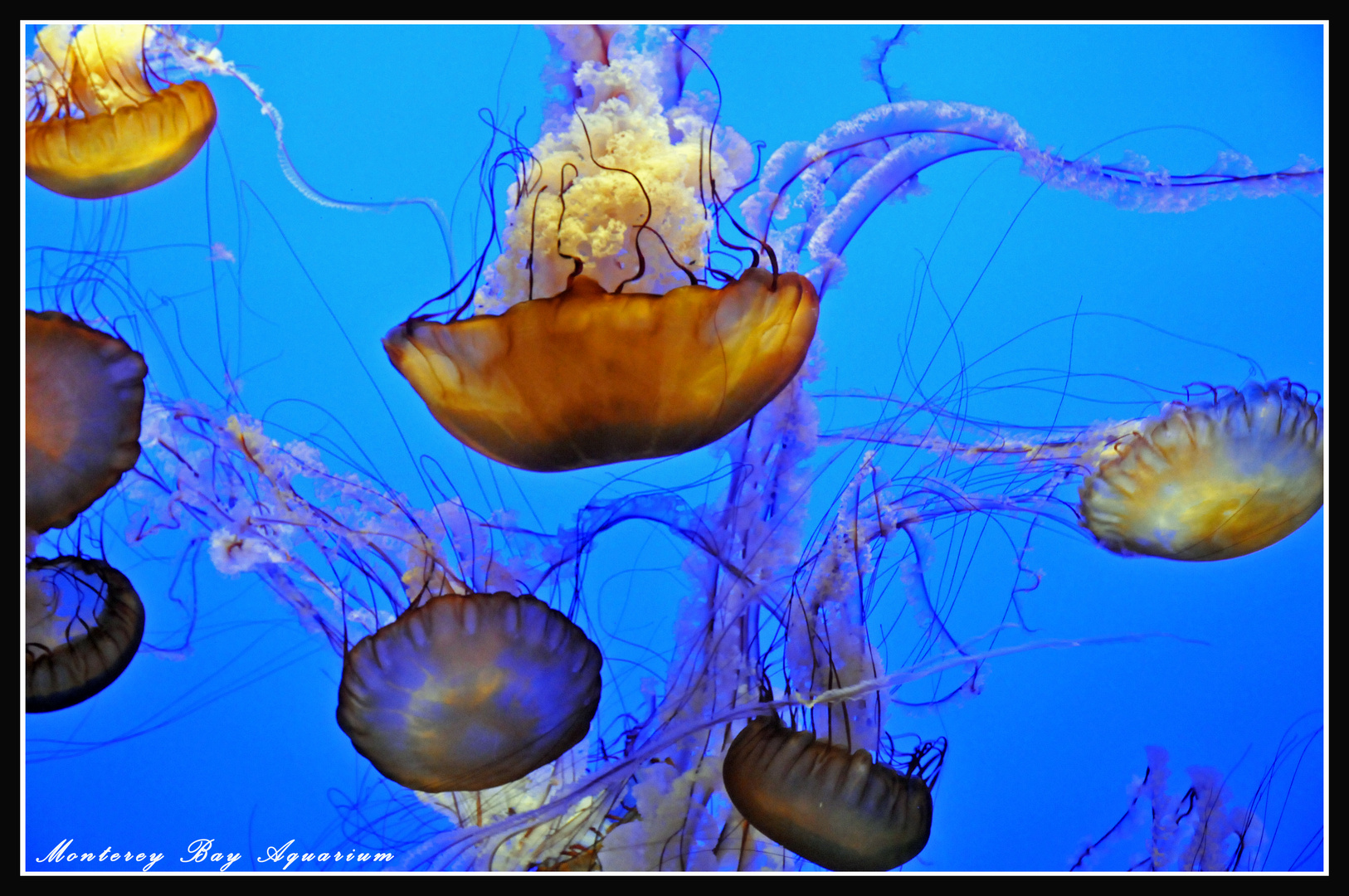 Monterey Bay Aquarium