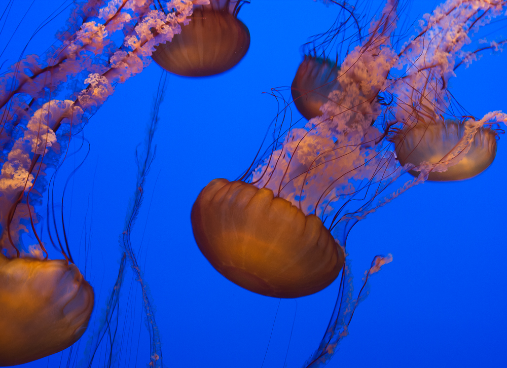 Monterey Bay Aquarium II