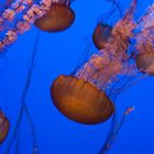 Monterey Bay Aquarium II