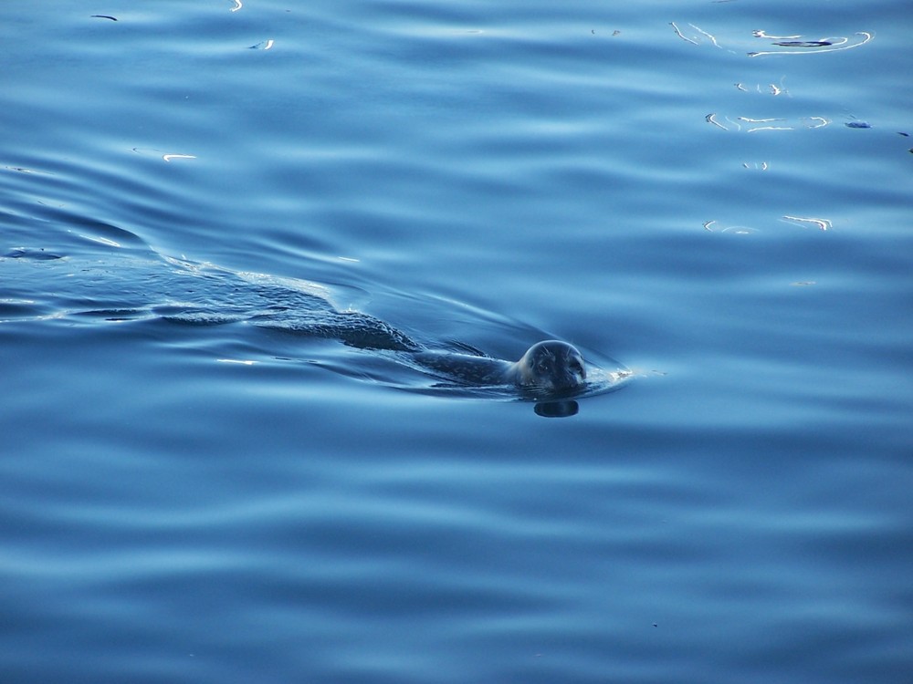 Monterey Harbor Seal by Pescadero 