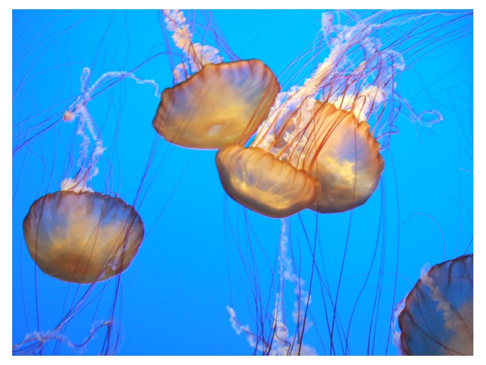 Monterey Jelly Fish