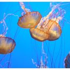 Monterey Jelly Fish