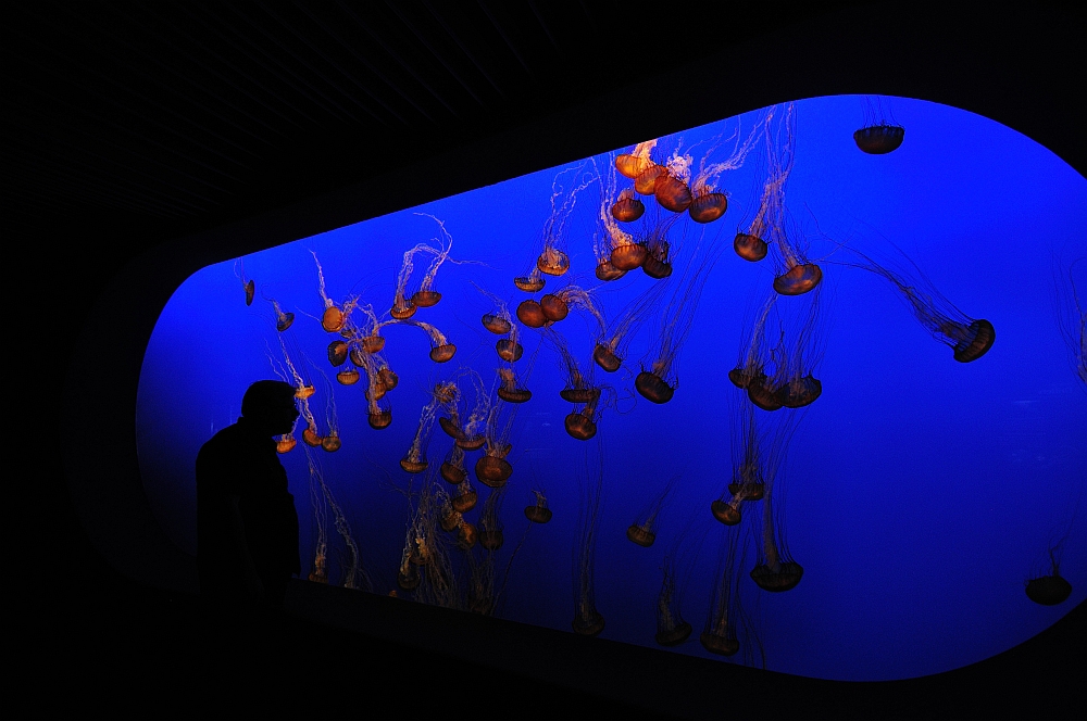 Monterey Jelly Fish Community