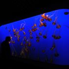 Monterey Jelly Fish Community