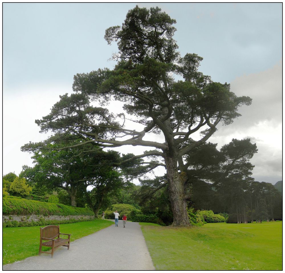 Monterey-Kiefer im Muckross Garden