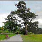 Monterey-Kiefer im Muckross Garden