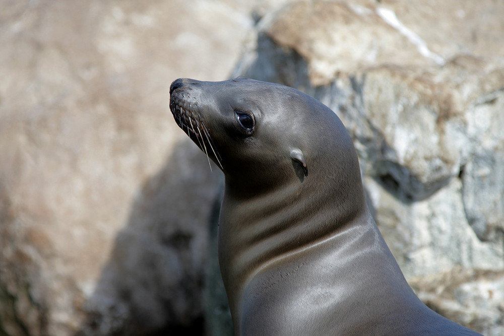 Monterey Seehund