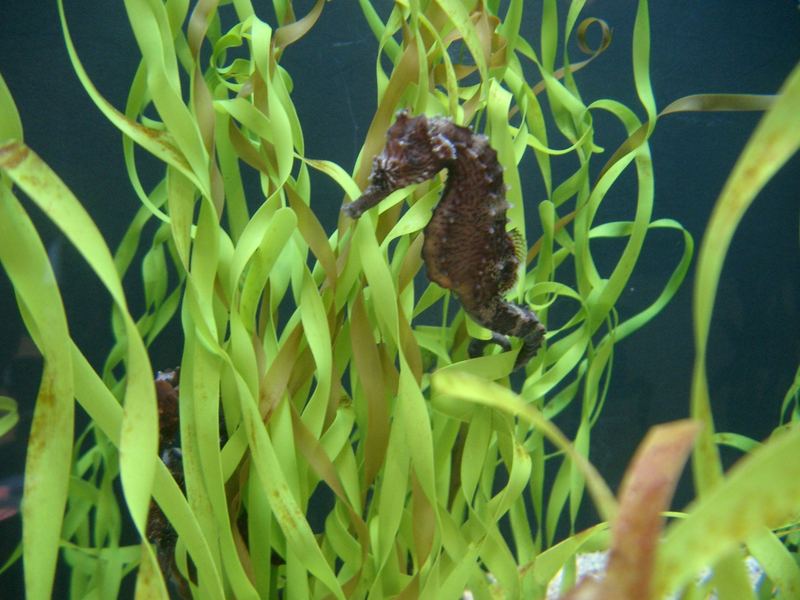 Monterey Seepferdchen im Aquarium