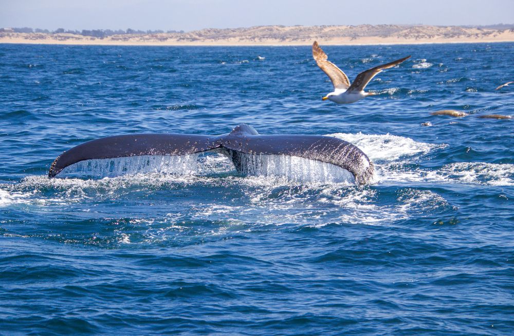 Monterey, Walewatching