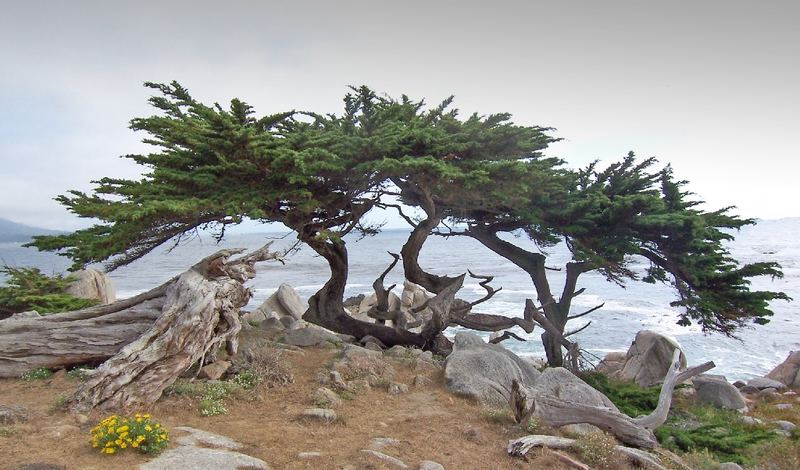 Monterey-Zypresse