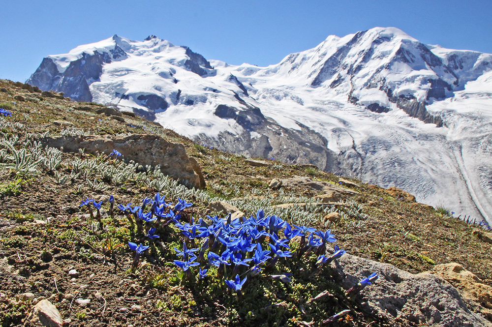 MonteRosa und Liskam aber nur als HG für Gentiana brachyphylla...