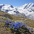 MonteRosa und Liskam aber nur als HG für Gentiana brachyphylla...