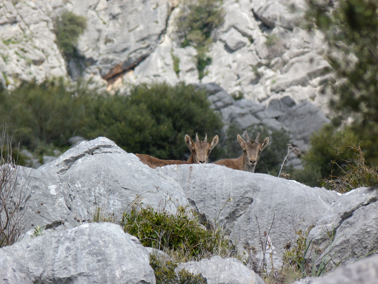 Monteses observadoras