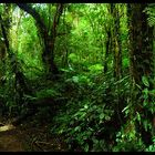 Monteverde Cloud Forest