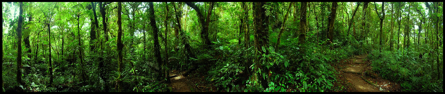 Monteverde Cloud Forest