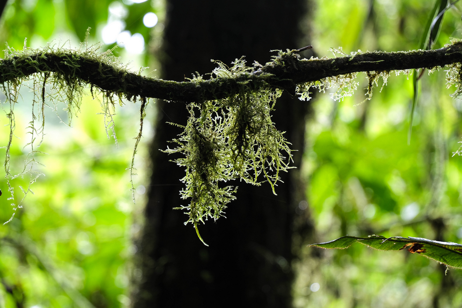 ...Monteverde - Urwaldfeelings...