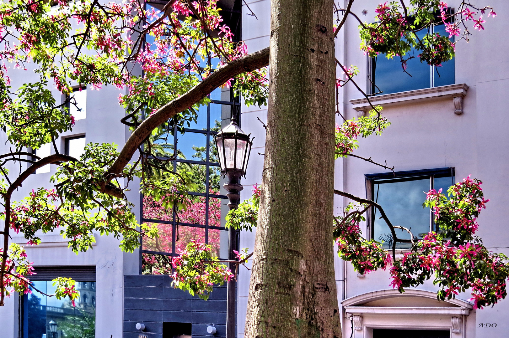 Montevideo Moments - Pink Blossoms