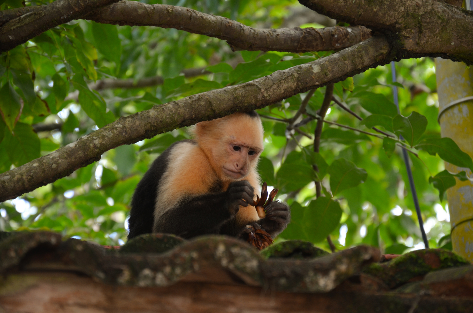 Montezuma-Costa Rica