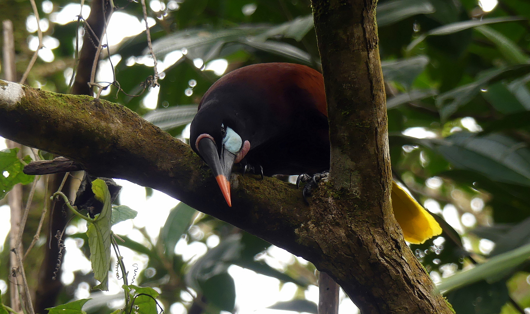 - Montezuma Oropendola -