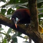 - Montezuma Oropendola -