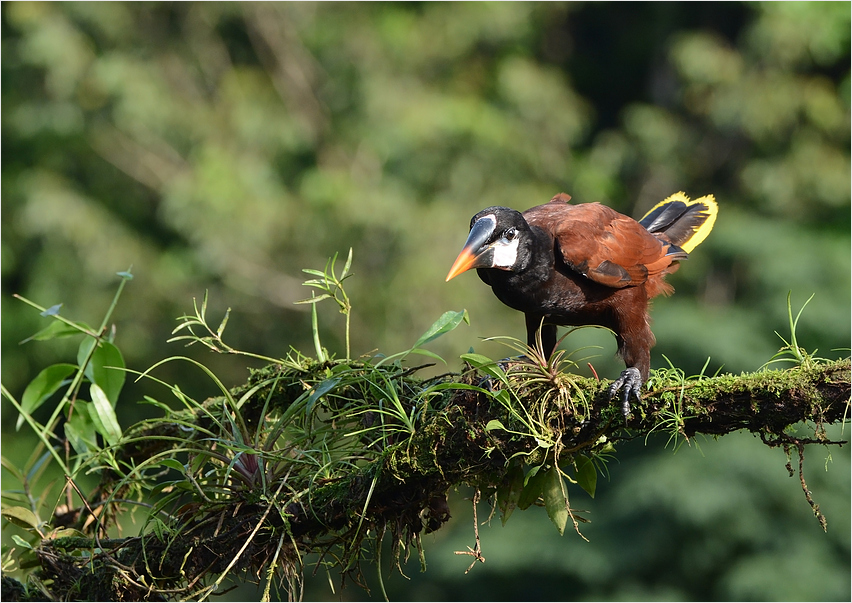 Montezuma Stirnvogel