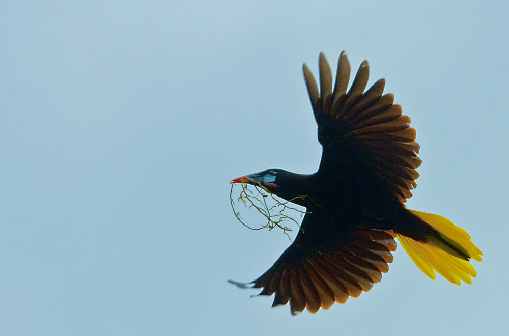 Montezuma Stirnvogel mit Nestmaterial unterwegs