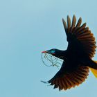 Montezuma Stirnvogel mit Nestmaterial unterwegs