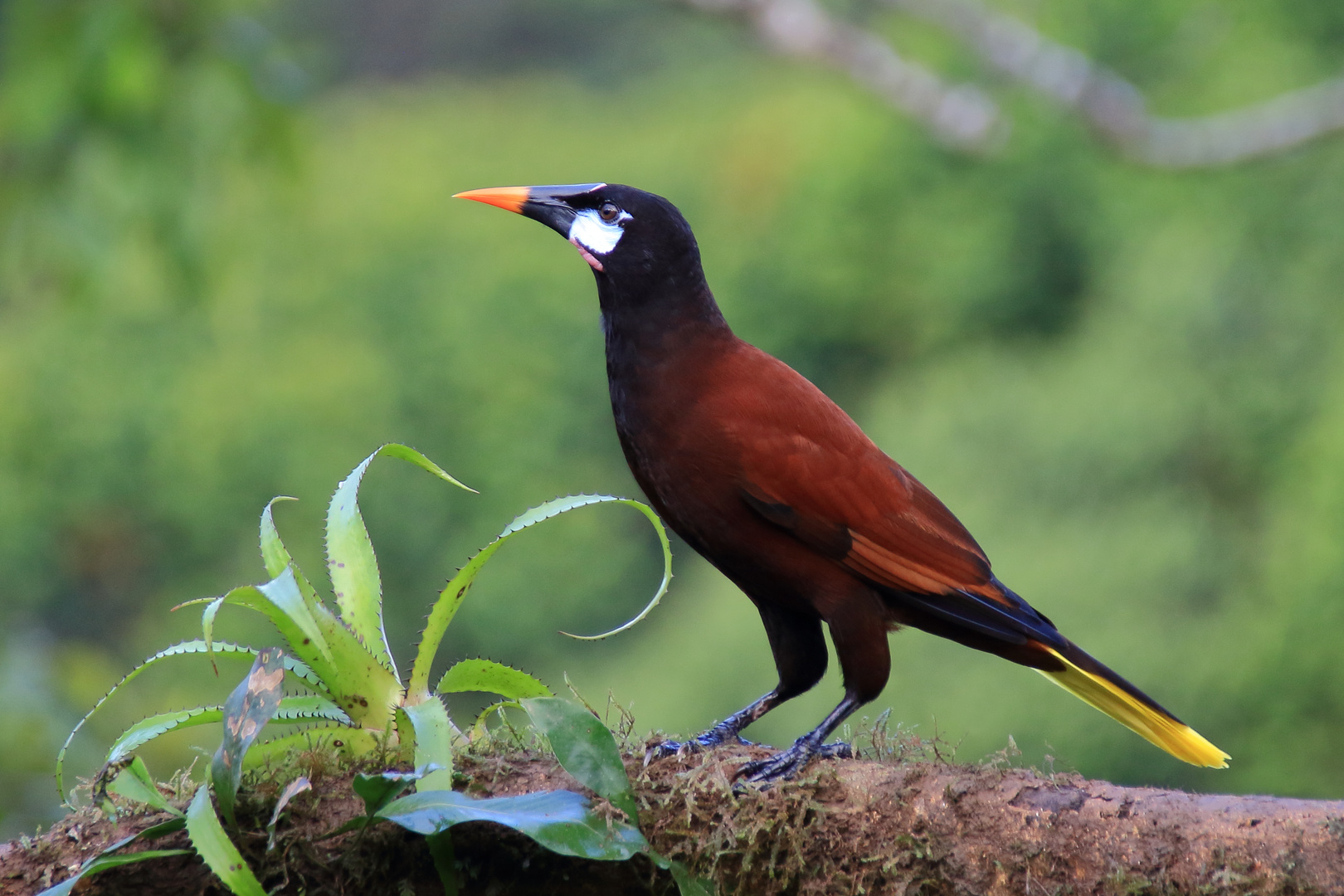 Montezumastirnvogel (2/2)