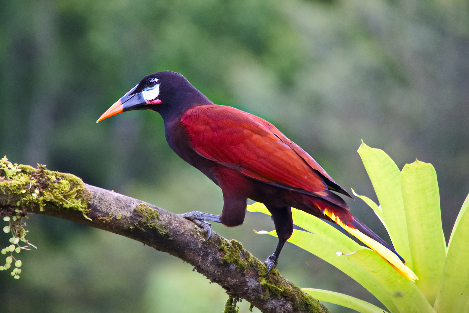 Montezumastirnvogel in Costa Rica