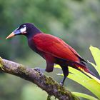 Montezumastirnvogel in Costa Rica