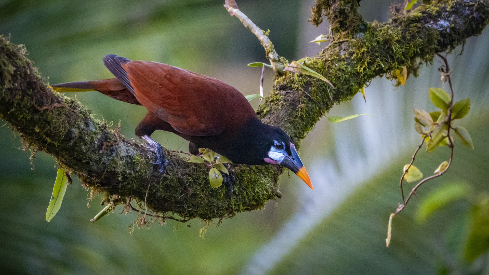 Montezumastirnvogel (Psarocolius montezuma)