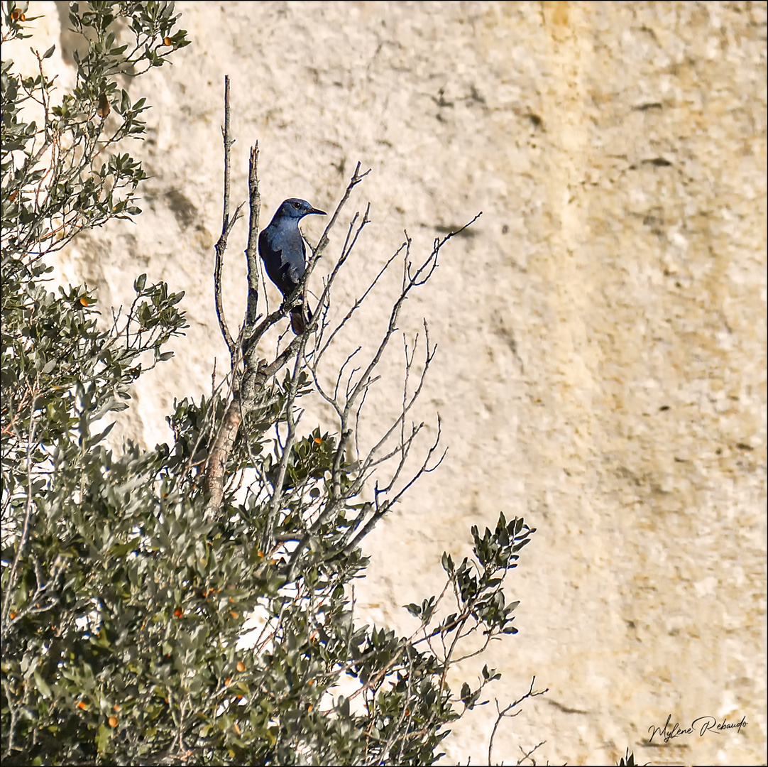 Monticole bleu mâle