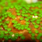 montipora hoffmeisteri