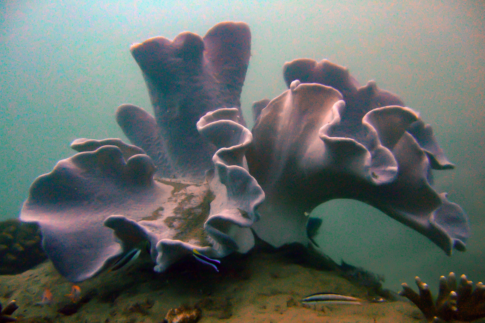 Montipora small polyp stone coral