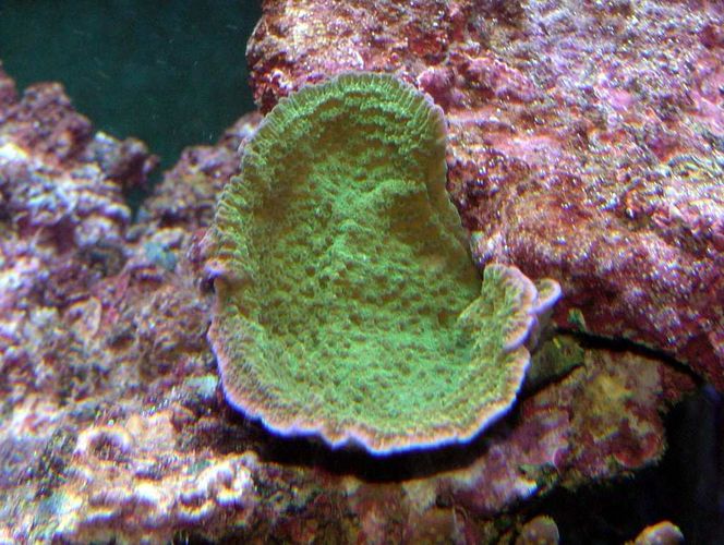 Montipora spec.