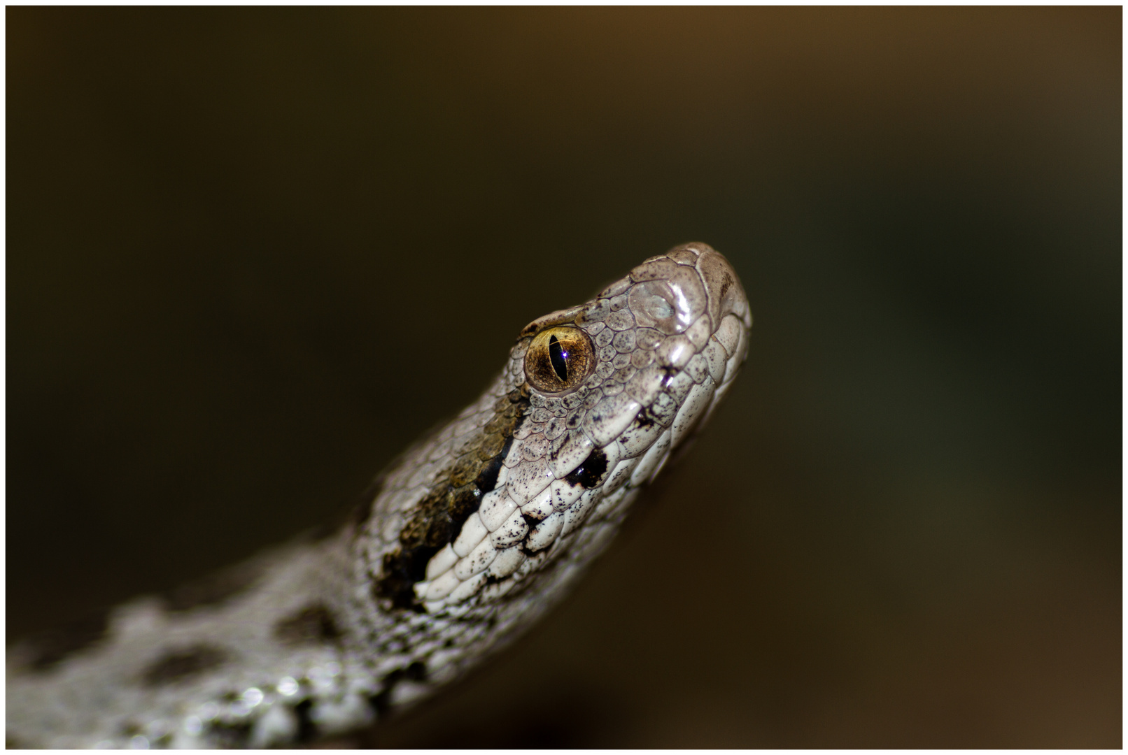 Montivipera bulgardaghica Foto & Bild makro, natur, tier Bilder auf