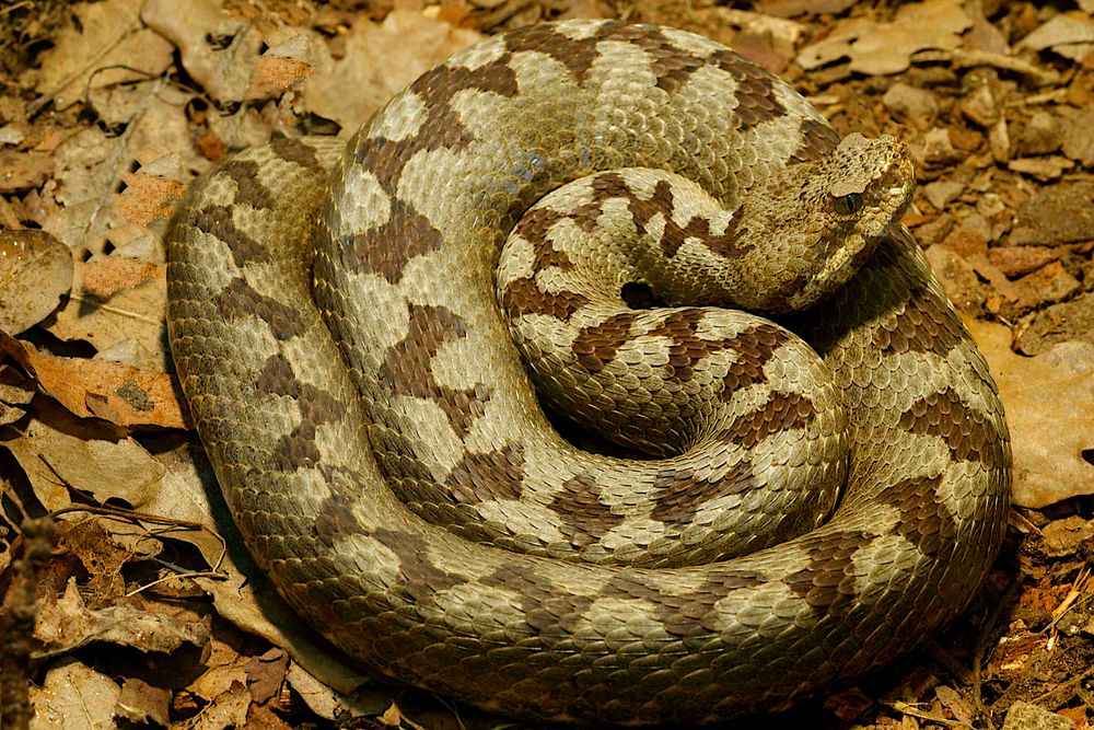 MONTIVIPERA RADDEI LATIFII Foto & Bild tiere, wildlife, amphibien