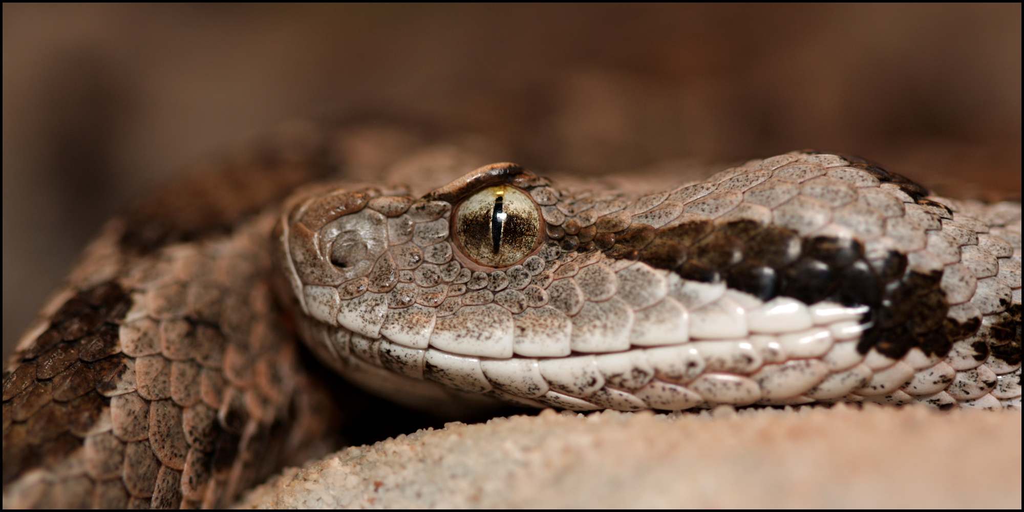 Montivipera xanthina